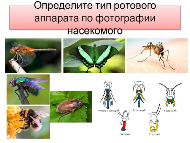 Определите тип ротового аппарата по фотографии насекомого