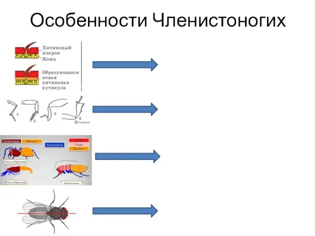 Особенности Членистоногих