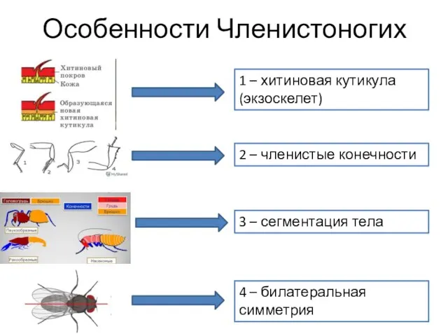 Особенности Членистоногих 1 – хитиновая кутикула (экзоскелет) 2 – членистые конечности 4