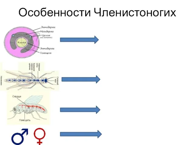 Особенности Членистоногих