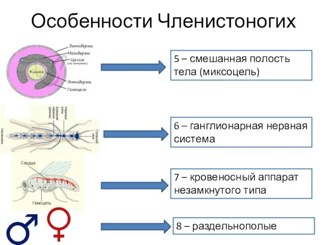 Особенности Членистоногих 5 – смешанная полость тела (миксоцель) 6 – ганглионарная нервная