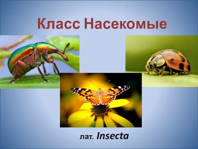 Класс Насекомые лат. Insecta