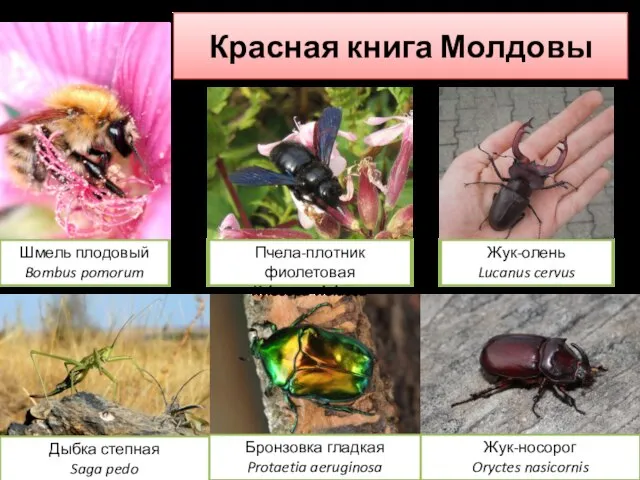 Красная книга Молдовы Шмель плодовый Bombus pomorum Бронзовка гладкая Protaetia aeruginosa Жук-олень