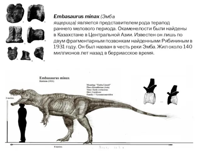 Embasaurus minax (Эмба ящерица) является представителем рода терапод раннего мелового периода. Окаменелости