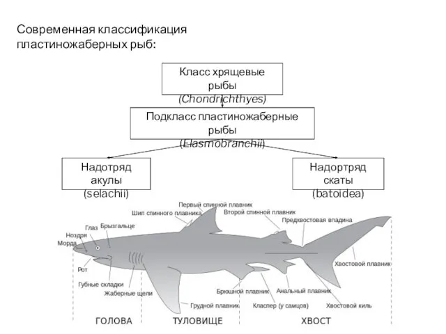 Современная классификация пластиножаберных рыб: Подкласс пластиножаберные рыбы (Elasmobranchii) Класс хрящевые рыбы (Chondrichthyes)