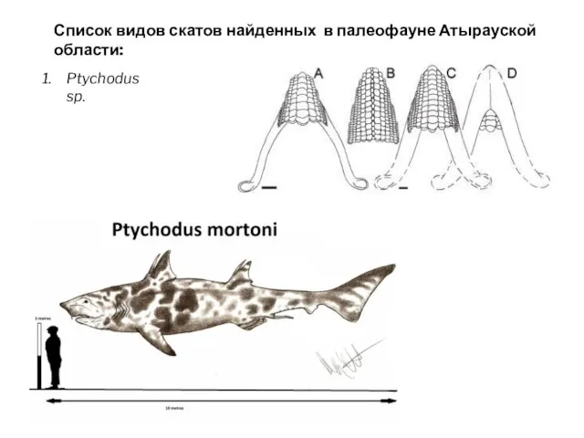 Список видов скатов найденных в палеофауне Атырауской области: Ptychodus sp.