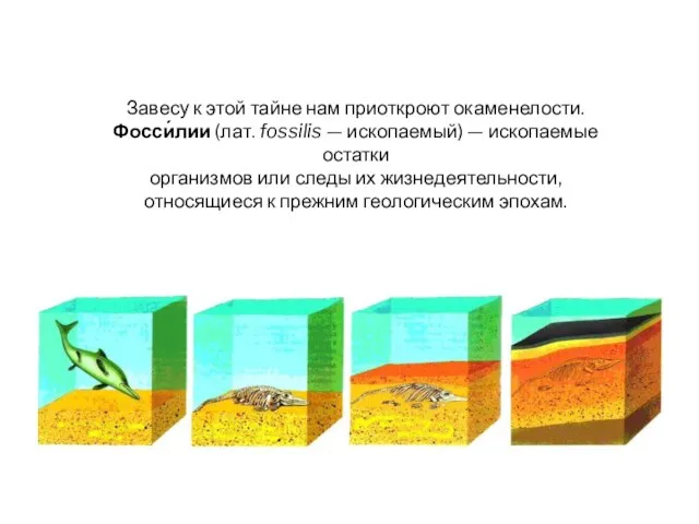 Завесу к этой тайне нам приоткроют окаменелости. Фосси́лии (лат. fossilis — ископаемый)