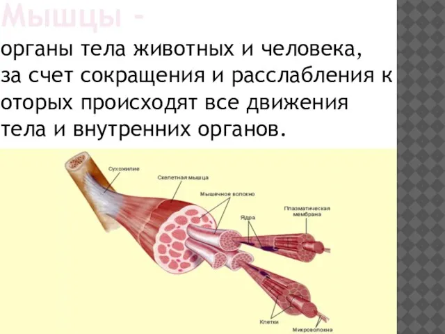 Мышцы - органы тела животных и человека, за счет сокращения и расслабления