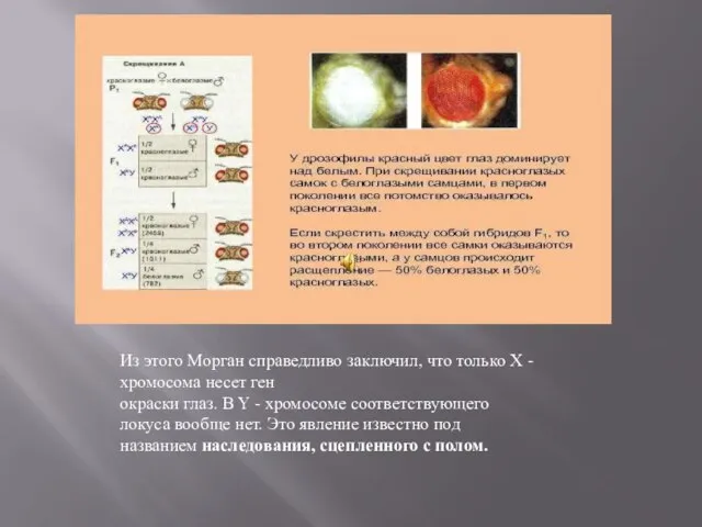 Из этого Морган справедливо заключил, что только Х - хромосома несет ген