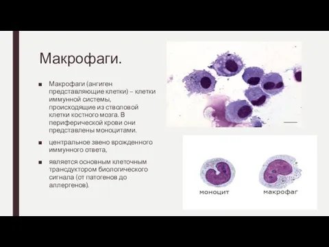 Макрофаги. Макрофаги (ангиген представляющие клетки) – клетки иммунной системы, происходящие из стволовой