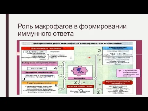 Роль макрофагов в формировании иммунного ответа