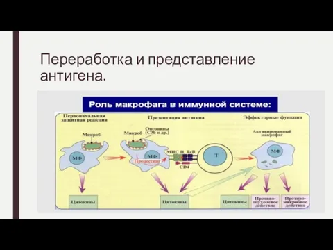 Переработка и представление антигена.