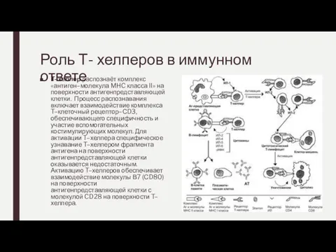 Роль Т- хелперов в иммунном ответе T–хелпер распознаёт комплекс «антиген–молекула MHC класса