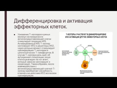 Дифференцировка и активация эффекторных клеток. Узнавание T–хелпером нужных молекул на поверхности антигенпредставляющей