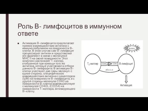 Роль В- лимфоцитов в иммунном ответе Активация B–лимфоцита предполагает прямое взаимодействие антигена