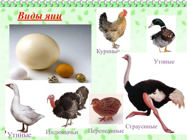Виды яиц Куриные Утиные Утиные Индюшачьи Перепелиные Страусиные