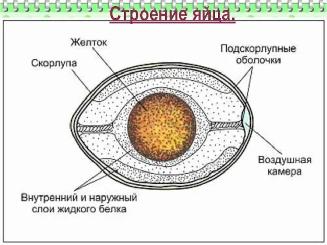 Строение яйца.