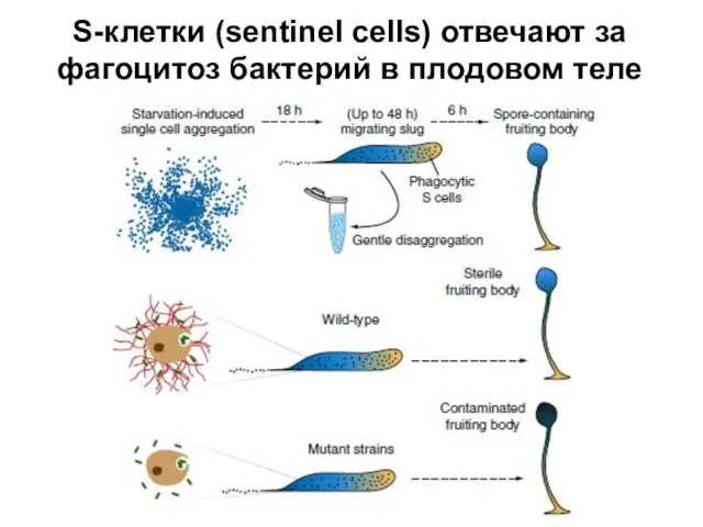 S-клетки (sentinel cells) отвечают за фагоцитоз бактерий в плодовом теле