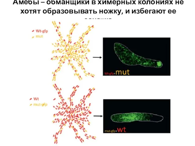 Амебы – обманщики в химерных колониях не хотят образовывать ножку, и избегают ее зачатка