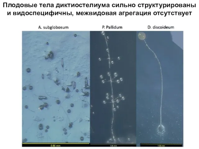 Плодовые тела диктиостелиума сильно структурированы и видоспецифичны, межвидовая агрегация отсутствует