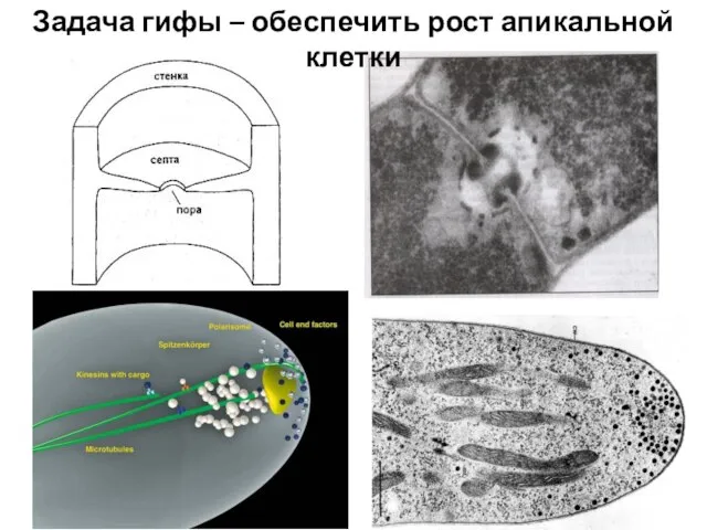 Задача гифы – обеспечить рост апикальной клетки