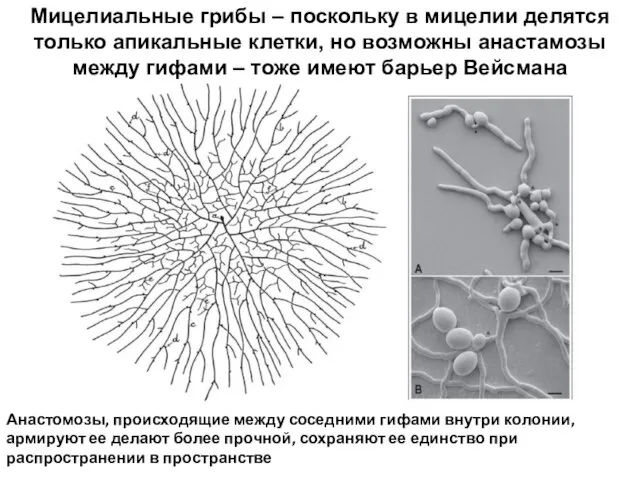 Анастомозы, происходящие между соседними гифами внутри колонии, армируют ее делают более прочной,