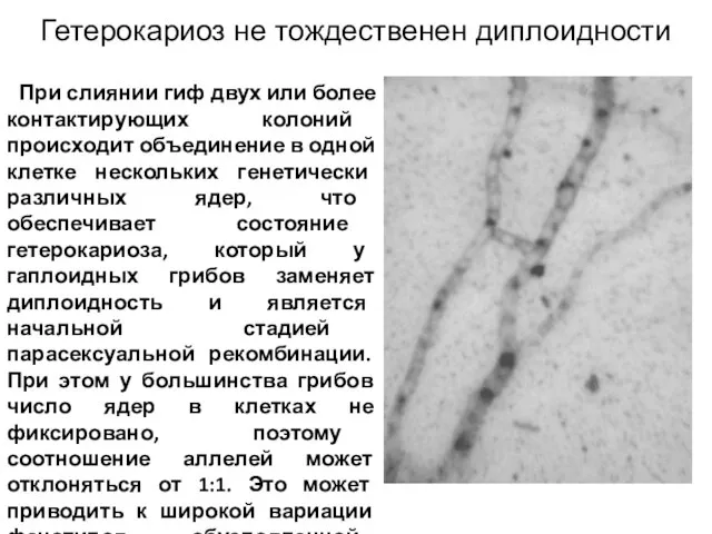 При слиянии гиф двух или более контактирующих колоний происходит объединение в одной