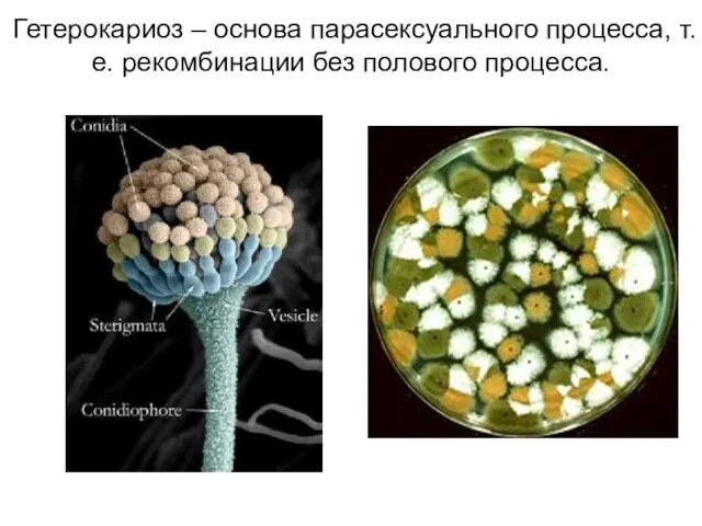 Гетерокариоз – основа парасексуального процесса, т.е. рекомбинации без полового процесса.