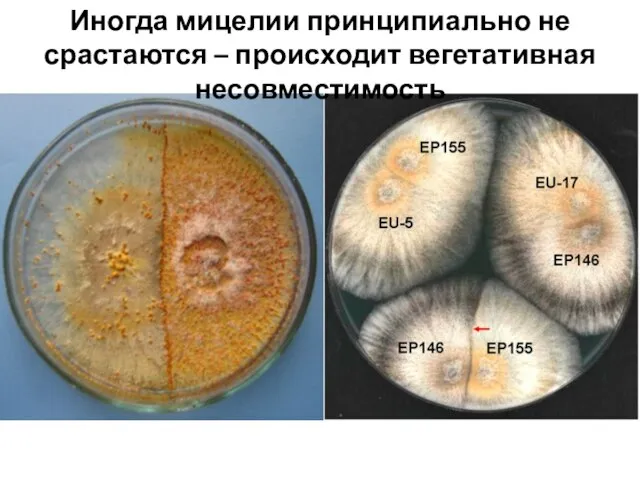 Иногда мицелии принципиально не срастаются – происходит вегетативная несовместимость