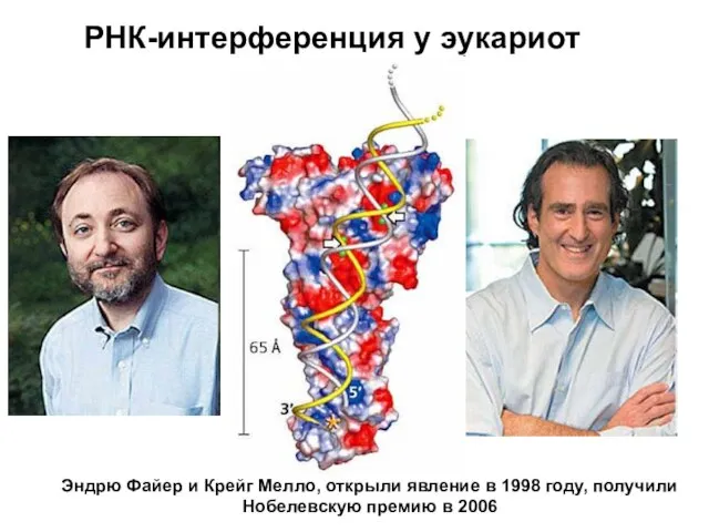 РНК-интерференция у эукариот Эндрю Файер и Крейг Мелло, открыли явление в 1998