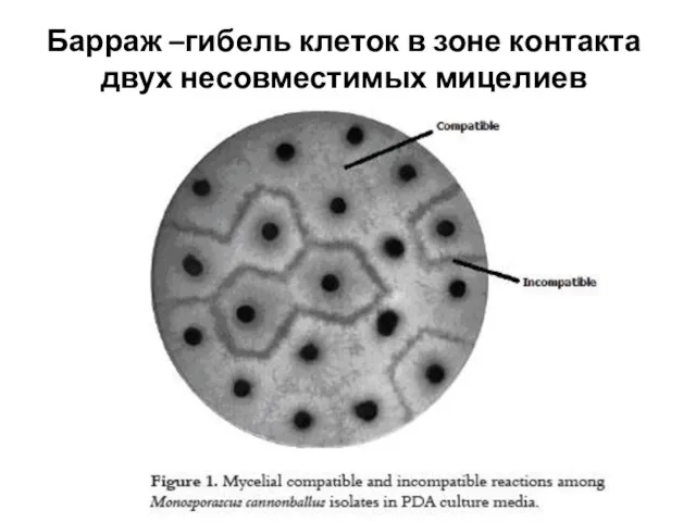 Барраж –гибель клеток в зоне контакта двух несовместимых мицелиев