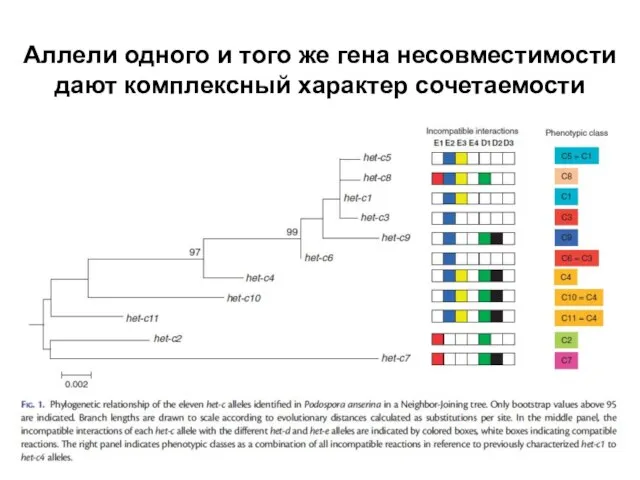 Аллели одного и того же гена несовместимости дают комплексный характер сочетаемости