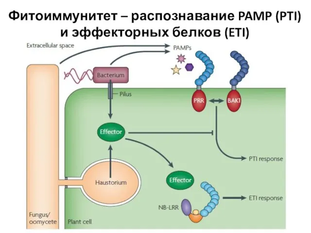 Фитоиммунитет – распознавание PAMP (PTI) и эффекторных белков (ETI)