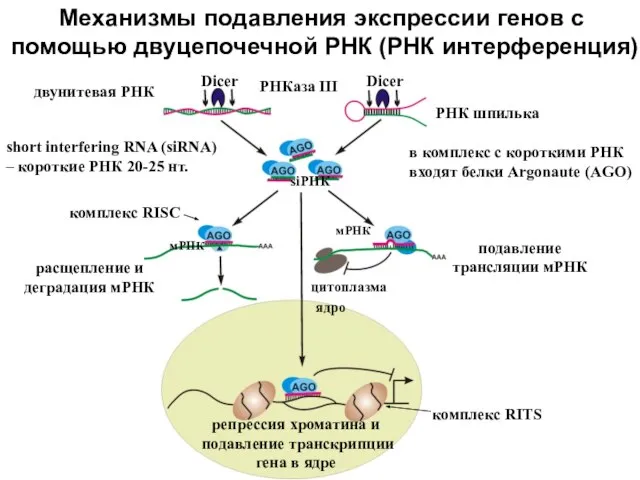Механизмы подавления экспрессии генов с помощью двуцепочечной РНК (РНК интерференция) цитоплазма ядро