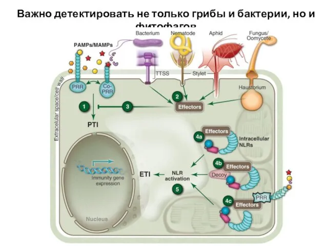 Важно детектировать не только грибы и бактерии, но и фитофагов