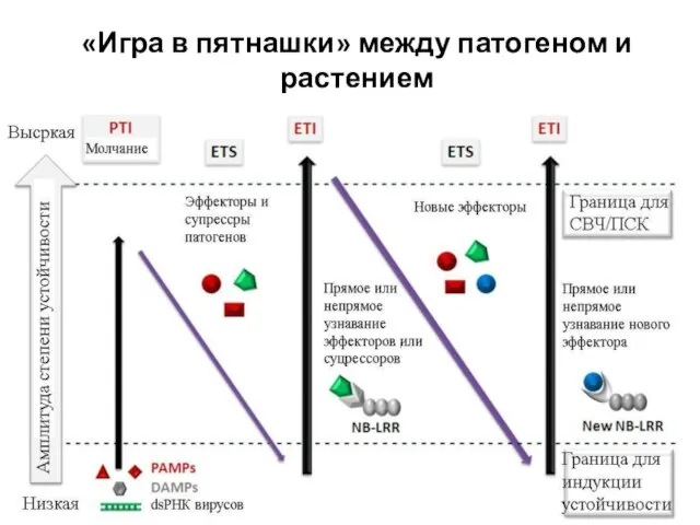 «Игра в пятнашки» между патогеном и растением