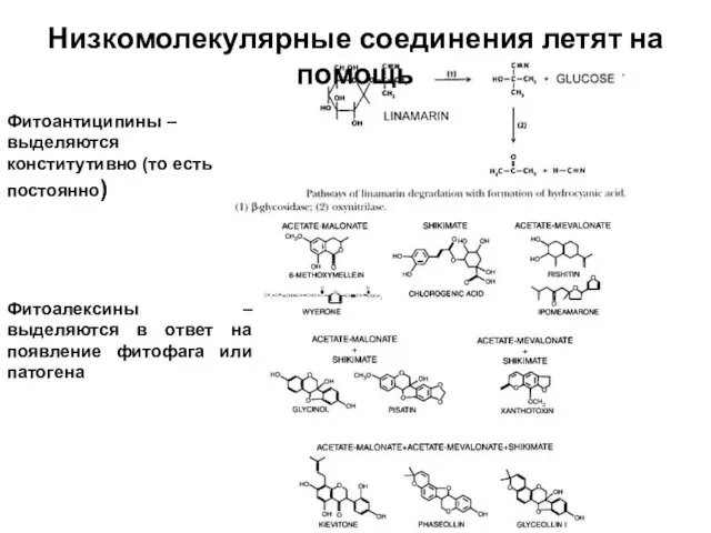 Фитоантиципины – выделяются конститутивно (то есть постоянно) Фитоалексины –выделяются в ответ на