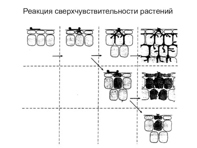 Реакция сверхчувствительности растений