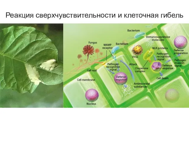 Реакция сверхчувствительности и клеточная гибель