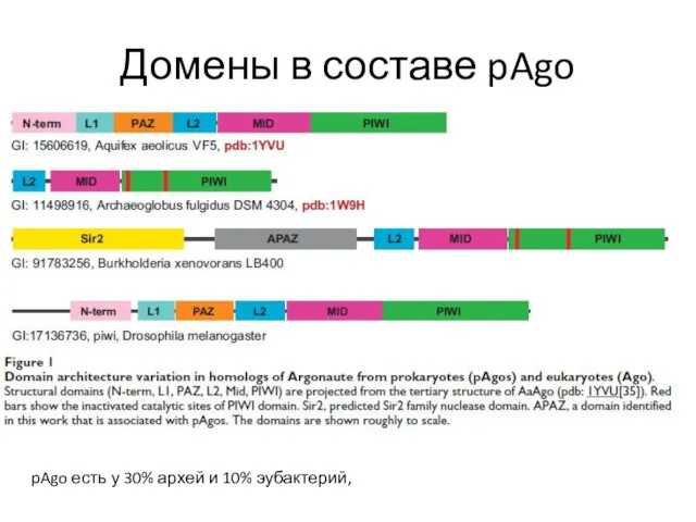 Домены в составе pAgo pAgo есть у 30% архей и 10% эубактерий,