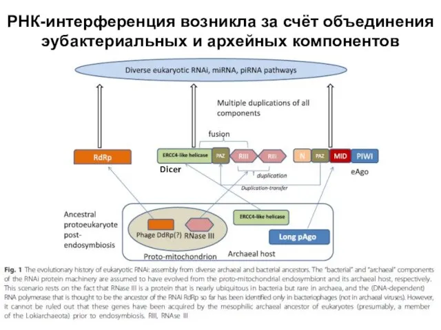 РНК-интерференция возникла за счёт объединения эубактериальных и архейных компонентов Dicer