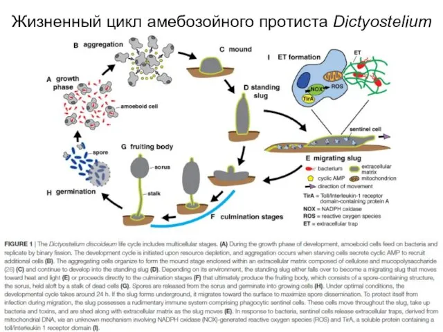 Жизненный цикл амебозойного протиста Dictyostelium