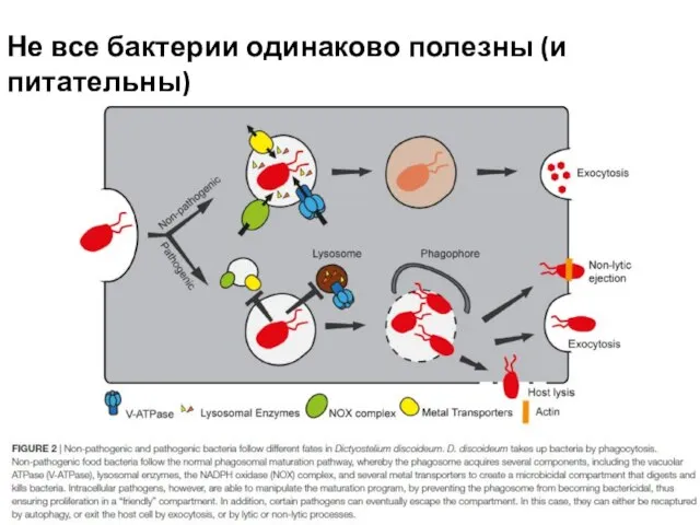 Не все бактерии одинаково полезны (и питательны)