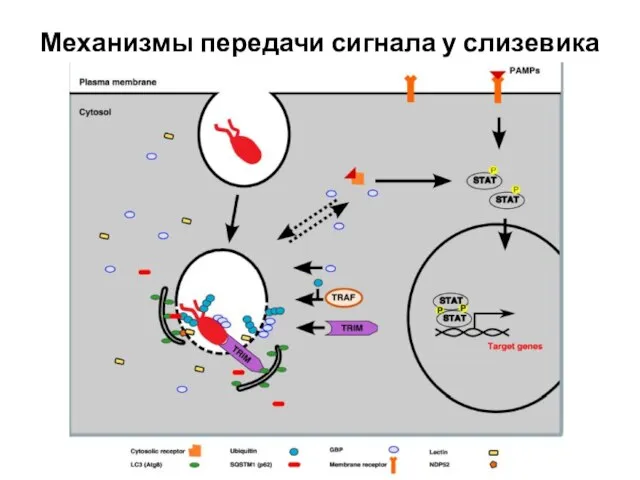 Механизмы передачи сигнала у слизевика