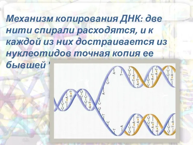 Механизм копирования ДНК: две нити спирали расходятся, и к каждой из них