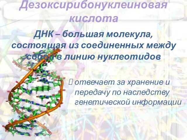 Дезоксирибонуклеиновая кислота ДНК – большая молекула, состоящая из соединенных между собой в