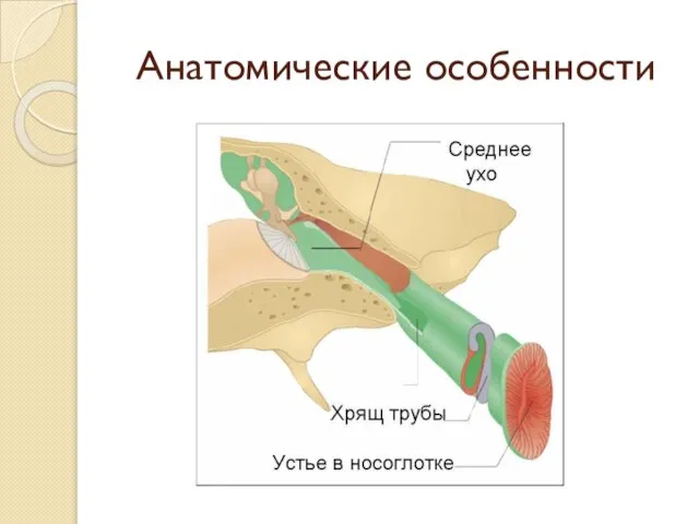 Анатомические особенности