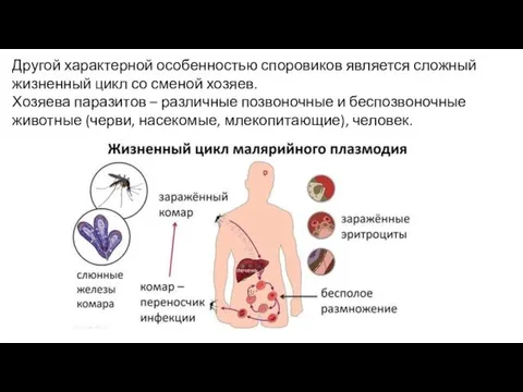 Другой характерной особенностью споровиков является сложный жизненный цикл со сменой хозяев. Хозяева