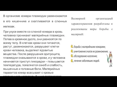 В организме комара плазмодии размножаются в его кишечнике и скапливаются в слюнных