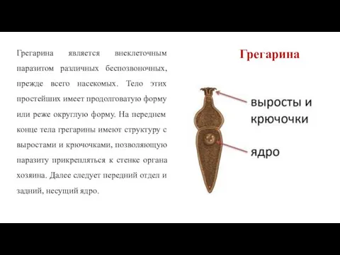 Грегарина является внеклеточным паразитом различных беспозвоночных, прежде всего насекомых. Тело этих простейших